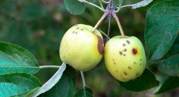 Ovocný můra na jabloních - nejlepší metody boje